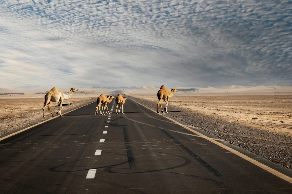 Travellers pivot to overland corridors as ME geopolitical strikes ground flights